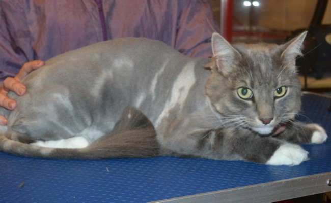 Billy is a Long Hair Domestic. He had his fur shaved down, nails clipped and ears cleaned. — at Kylies Cat Grooming Services.