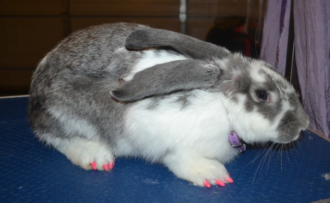 Bella my Flemish Giant Rabbit weighing in at 2.9kgs at just over 4 months old, with a full set of hot pink Softpaw nail caps.