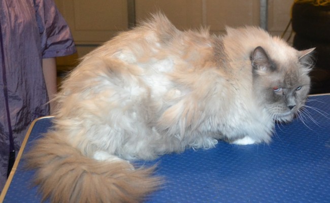 Baldric is a Ragdoll. He had his matted fur shaved down, nails clipped, ears cleaned and a wash n blow dry.