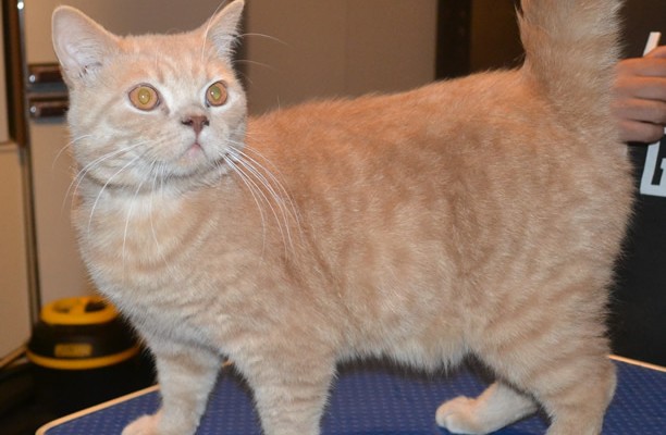Map is a British Short hair. He had his fur shaved down, nails clipped, ears cleaned, a wash n blow dry and a 1 month Advantage Flea Applicator.