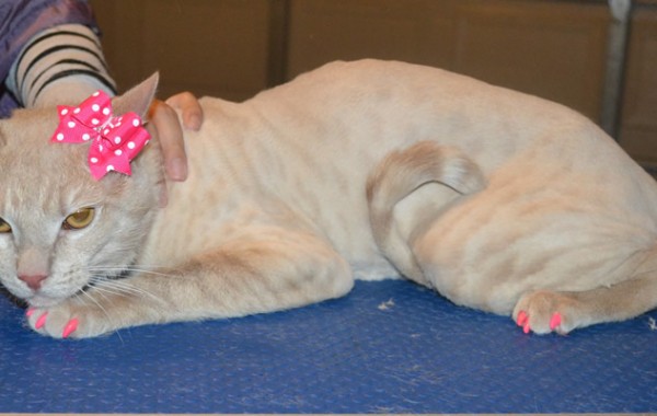 Derpy is a Short hair Domestic. She had her fur shaved down, nails clipped, ears cleaned and a full set of Pink Softpaw nail caps.