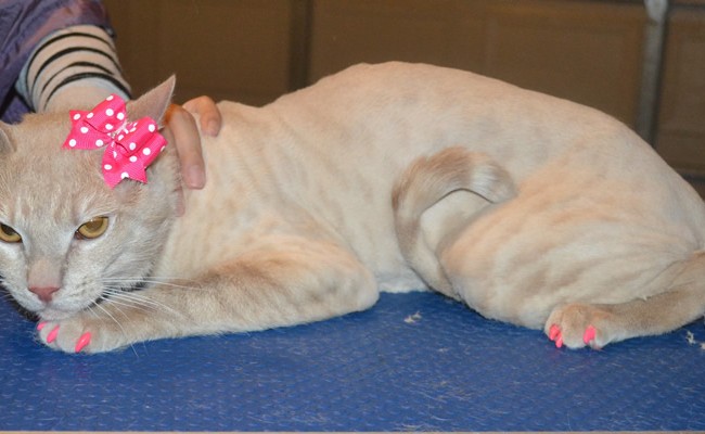 Derpy is a Short hair Domestic. She had her fur shaved down, nails clipped, ears cleaned and a full set of Pink Softpaw nail caps.