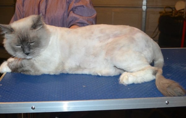 Baldric is a Ragdoll. He had his matted fur shaved down, nails clipped, ears cleaned and a wash n blow dry.