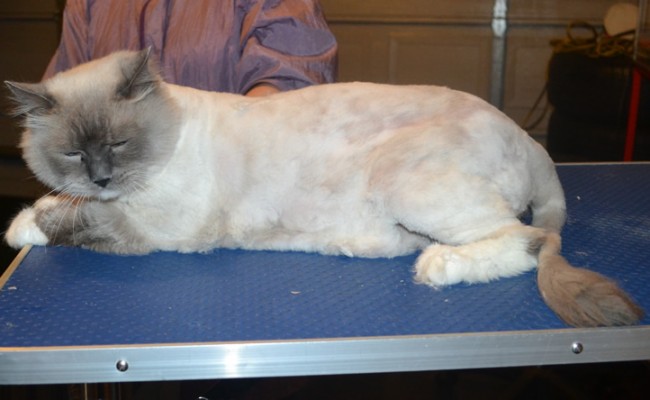 Baldric is a Ragdoll. He had his matted fur shaved down, nails clipped, ears cleaned and a wash n blow dry.