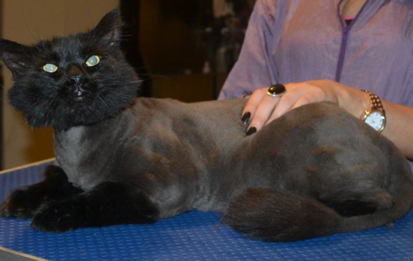 Bagheera is a Long hair Domestic x. He had his matted fur shaved down, ears cleaned, nails clipped and a wash n blow dry.