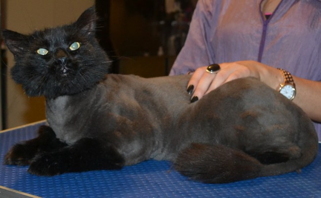 Bagheera is a Long hair Domestic x. He had his matted fur shaved down, ears cleaned, nails clipped and a wash n blow dry.