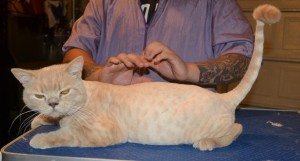Map is a British Short hair. He had his fur shaved down, nails clipped, ears cleaned, a wash n blow dry and a 1 month Advantage Flea Applicator.