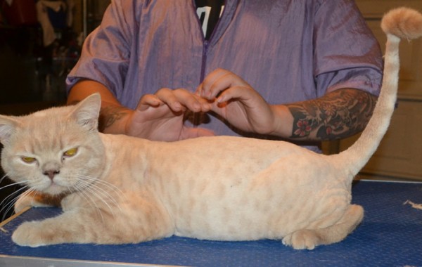 Map is a British Short hair. He had his fur shaved down, nails clipped, ears cleaned, a wash n blow dry and a 1 month Advantage Flea Applicator.