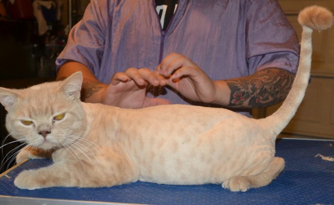 Map is a British Short hair. He had his fur shaved down, nails clipped, ears cleaned, a wash n blow dry and a 1 month Advantage Flea Applicator.