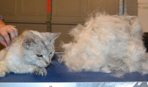 Scarface is a Medium hair Domestic. She had her fur raked, ears cleaned, nails clipped and a wash n blow dry. Scarface was found last night and looked like she has been roaming the streets for months. She was taken to the vets for a check up this morning and then came in for a groom. She was such a&nbsp;Continue Reading