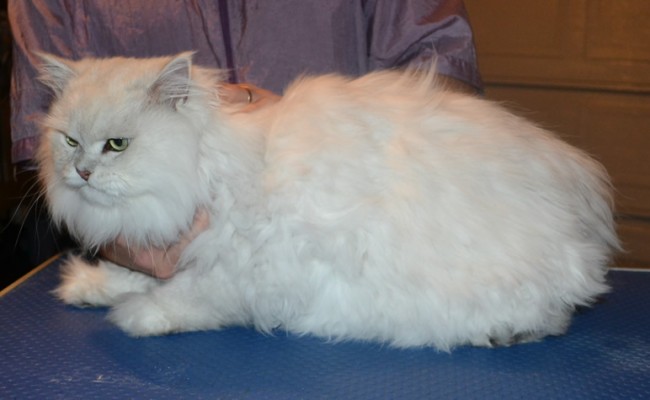 Captain Nougat is a Chinchilla. He had his fur shaved down, nails clipped and ears cleaned.