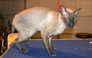 Manu is a Cornish Rex. He had his nails clipped, ears cleaned, a wash n blow dry and a full set of Glitter Gold Softpaw nail caps.