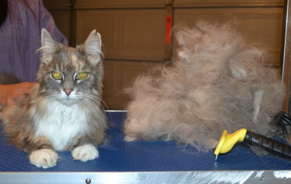 Eek is a 17 yr old Medium Hair Domestic. She had her nails clipped, ears cleaned, her fur raked and a wash n blow dry.