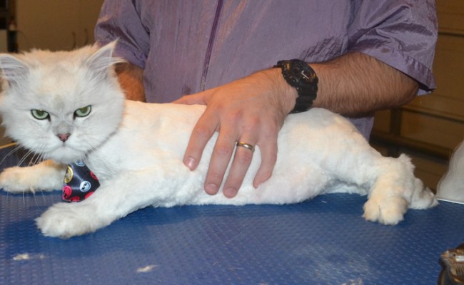 Captain Nougat is a Chinchilla. He had his fur shaved down, nails clipped and ears cleaned.