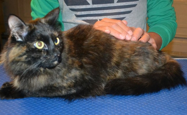 Olive is a Medium Hair Domestic. She had her matted fur shaved down, nails clipped, ears cleaned and Pink Softpaw nail caps put on.