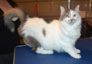 Smudge is a Medium hair domestic. He had his nails clipped, ears cleaned an his fur shaved down.