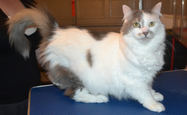 Smudge is a Medium hair domestic. He had his nails clipped, ears cleaned an his fur shaved down.
