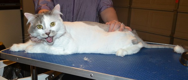 Smudge is a Medium hair domestic. He had his nails clipped, ears cleaned an his fur shaved down.