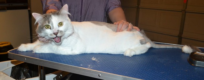 Smudge is a Medium hair domestic. He had his nails clipped, ears cleaned an his fur shaved down.