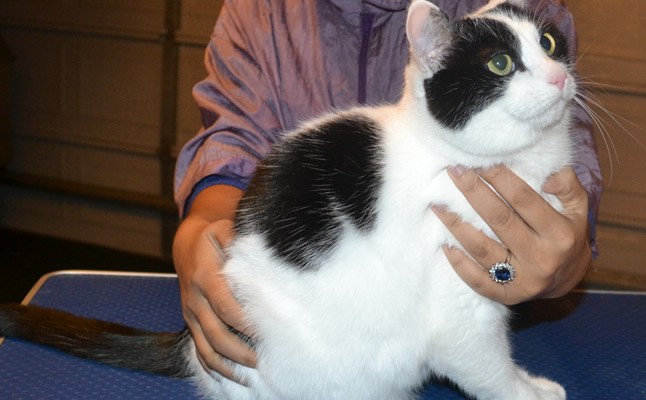 Maximus is a Short hair domestic. He had his nails clipped, ears cleaned, his fur shaved down, a wash n blow dry and a full set of Black Softpaw nail caps.