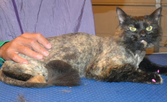 Olive is a Medium Hair Domestic. She had her matted fur shaved down, nails clipped, ears cleaned and Pink Softpaw nail caps put on.