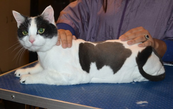 Maximus is a Short hair domestic. He had his nails clipped, ears cleaned, his fur shaved down, a wash n blow dry and a full set of Black Softpaw nail caps.