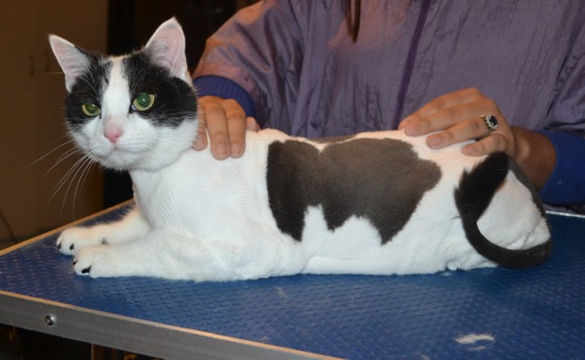 Maximus is a Short hair domestic. He had his nails clipped, ears cleaned, his fur shaved down, a wash n blow dry and a full set of Black Softpaw nail caps.