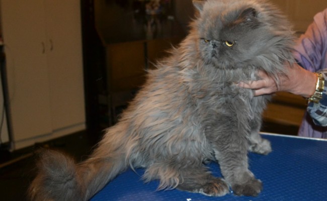 Taffy is a Persian. He had his matted fur shaved down, nails clipped and ears and eyes cleaned.
