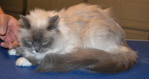 Chanel is a Ragdoll. She had her matted fur shaved down, nails clipped, ears cleaned and a wash n blow dry.