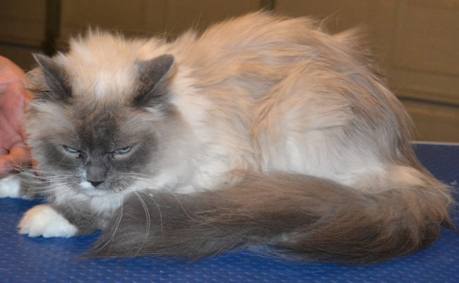 Chanel is a Ragdoll. She had her matted fur shaved down, nails clipped, ears cleaned and a wash n blow dry.