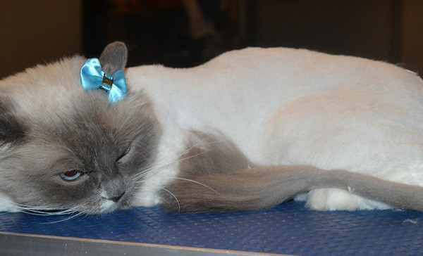 Chanel is a Ragdoll. She had her matted fur shaved down, nails clipped, ears cleaned and a wash n blow dry.