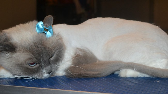 Chanel is a Ragdoll. She had her matted fur shaved down, nails clipped, ears cleaned and a wash n blow dry.