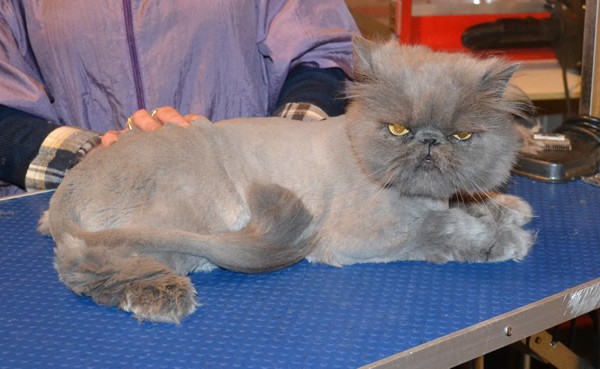 Taffy is a Persian. He had his matted fur shaved down, nails clipped and ears and eyes cleaned.