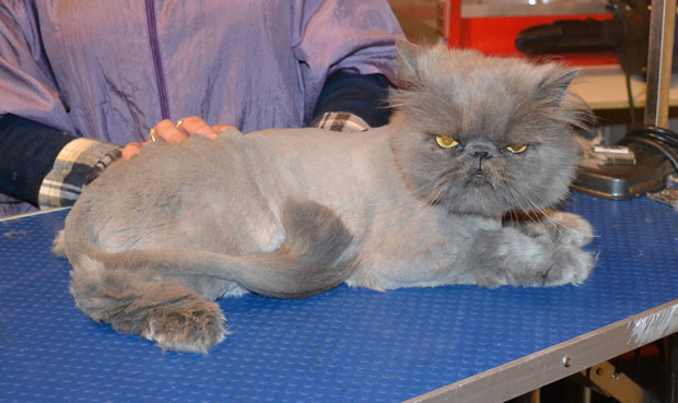 Taffy is a Persian. He had his matted fur shaved down, nails clipped and ears and eyes cleaned.
