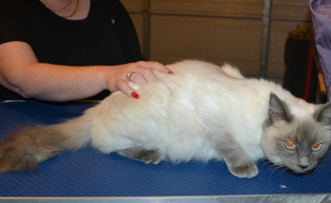 Channel is a Ragdoll. She had her fur shaved down, nails clipped and ears cleaned.