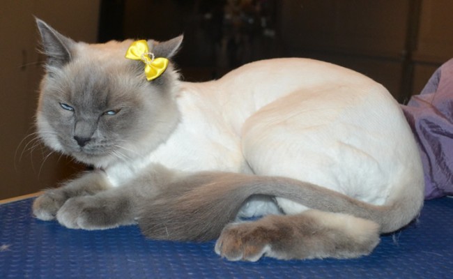 Channel is a Ragdoll. She had her fur shaved down, nails clipped and ears cleaned.