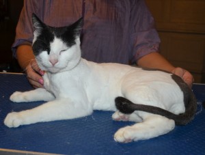 Carlo is a Short Hair Domestic. He had his fur shaved down, nails clipped and ears cleaned.