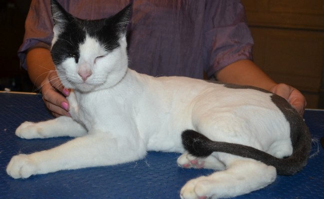 Carlo is a Short Hair Domestic. He had his fur shaved down, nails clipped and ears cleaned.