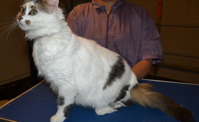 Scrumpy is a Medium Hair domestic. She had her fur shaved down, nails clipped and ears cleaned.