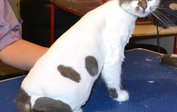 Scrumpy is a Medium Hair domestic. She had her fur shaved down, nails clipped and ears cleaned.