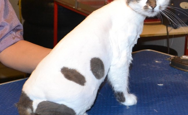 Scrumpy is a Medium Hair domestic. She had her fur shaved down, nails clipped and ears cleaned.