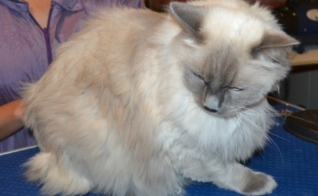Simba is a Ragdoll. He had his matted fur shaved, nails clipped, and ears cleaned.