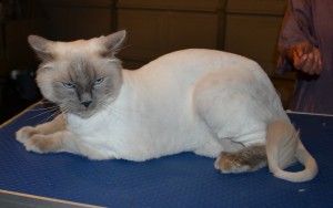 Simba is a Ragdoll. He had his matted fur shaved, nails clipped, and ears cleaned.