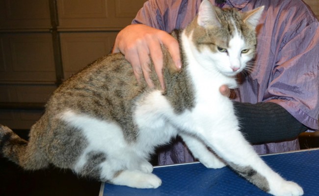 Cosmo is a Short hair Domestic. He had his fur shaved, nails clipped, ears cleaned and a wash n blow dry.