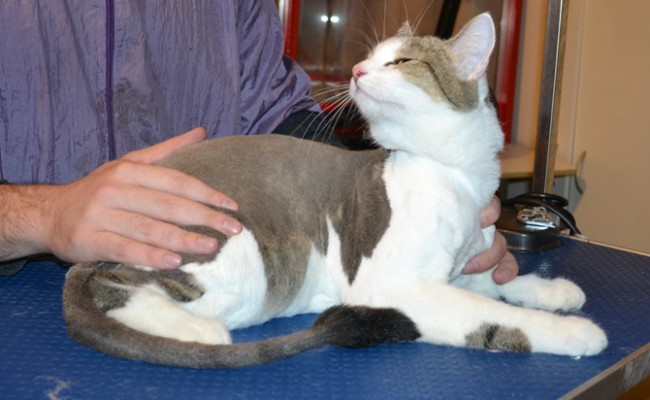 Cosmo is a Short hair Domestic. He had his fur shaved, nails clipped, ears cleaned and a wash n blow dry.