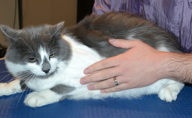 Comet is a Long hair domestic. He had his matted fur shaved, nails clipped, ears cleaned and a wash n blow dry.