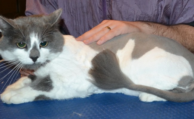 Comet is a Long hair domestic. He had his matted fur shaved, nails clipped, ears cleaned and a wash n blow dry.