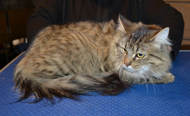 Menosh is a Medium Hair Domestic. She had her fur shaved down, nails clipped, ears cleaned and a full set of Steel Grey Softpaw nail caps.