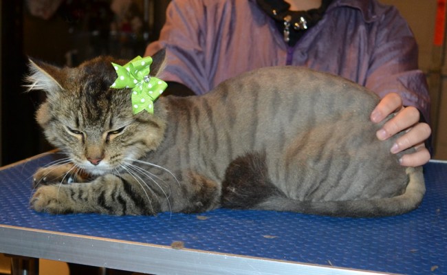 Menosh is a Medium Hair Domestic. She had her fur shaved down, nails clipped, ears cleaned and a full set of Steel Grey Softpaw nail caps.