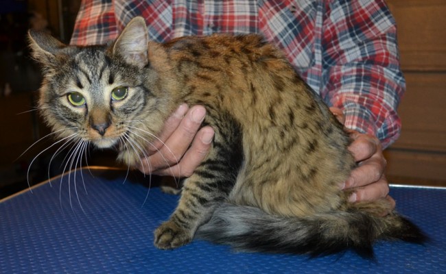 Charlie is a medium hair Domestic. He had his matted fur shaved, nails clipped and ears cleaned.